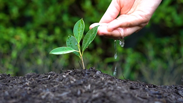 慢动作拍摄手给植物浇水视频素材