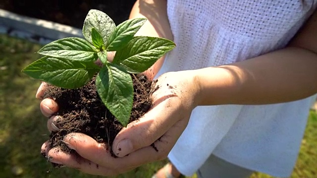 在慢镜头中，女人抱着植物树发芽。视频素材