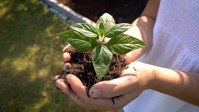 在慢镜头中，女人抱着植物树发芽。视频素材