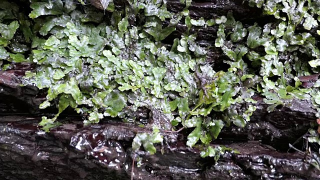 摩泽尔河多特巴克塔山谷的多特河瀑布。(德国)。莱茵兰-普法尔茨的摩泽尔河的一部分。视频素材