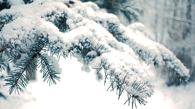 雪花落在冷杉树枝上视频素材