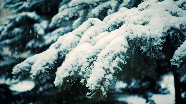 雪花落在冷杉树枝上视频素材