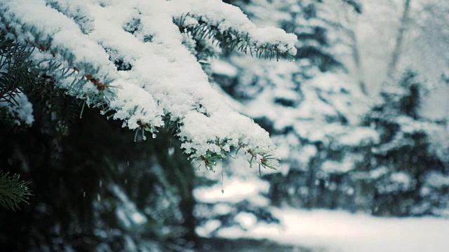 雪花落在冷杉树枝上视频素材