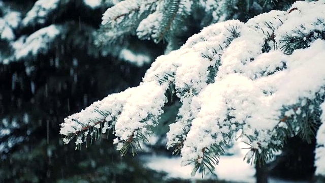 雪花落在冷杉树枝上视频素材