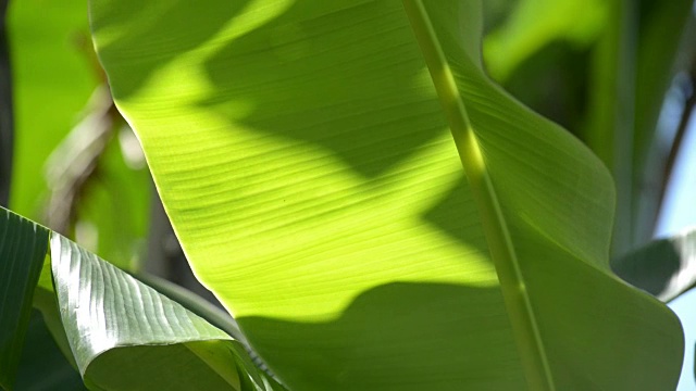 阳光下的芭蕉叶视频素材