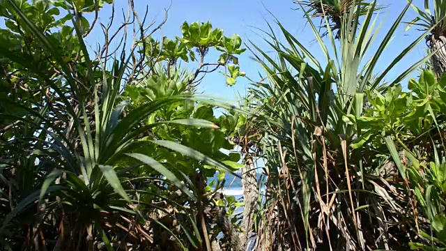 透过丛林植物观赏海洋海滩视频素材