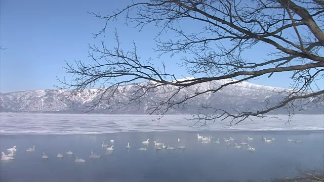 大天鹅(天鹅座)视频素材