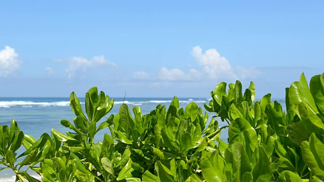 沙滩上的绿色植物视频素材