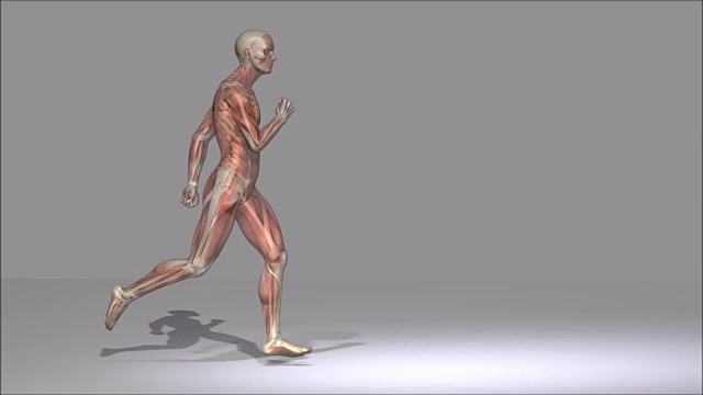 人体解剖学的数字3D动画视频素材