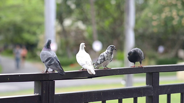 鸽子坐在城市公园里视频素材