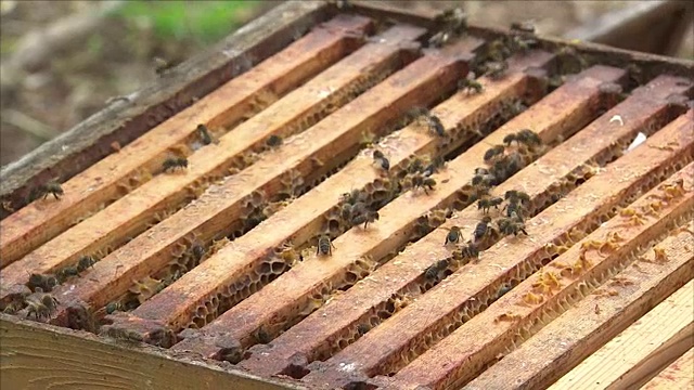 蜜蜂蜂巢视频素材