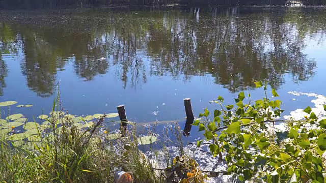 一个森林小湖。古老宁静的池塘视频素材