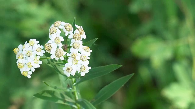 白草甸花蓍草视频素材