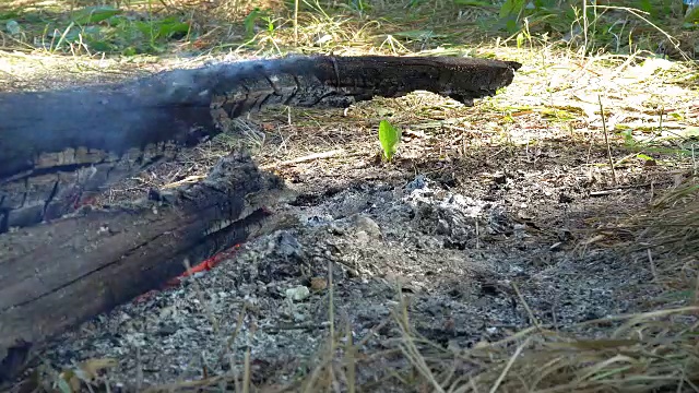 木头在熄灭的火上闷烧视频素材