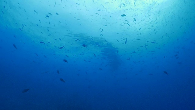 海面下的鲹鱼群视频素材