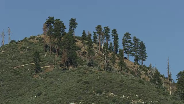 轨道拍摄的稀疏森林山顶附近的秃顶视频素材