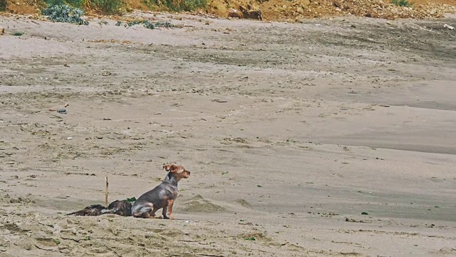 沙滩上的小约克郡犬视频素材