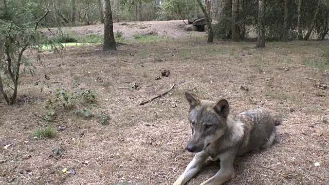 凶猛的野狼视频素材