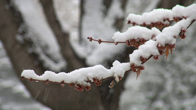 雪花落在曲柄两枪视频素材