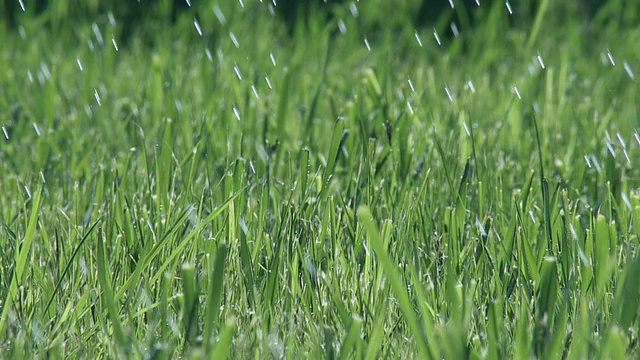 雨草视频素材