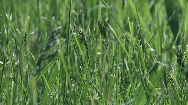 雨草视频素材