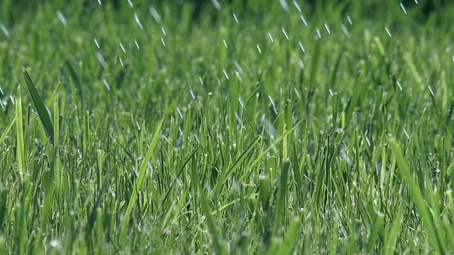 雨草24 _04视频素材