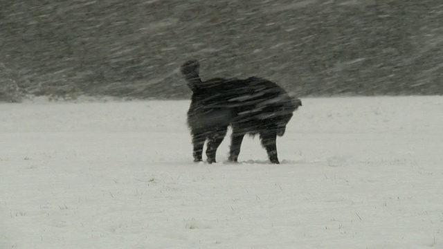 雪地里的狗视频素材