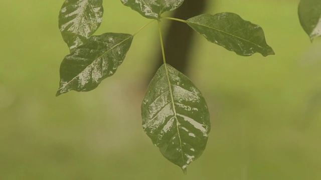 雨叶慢镜头(高清)视频素材