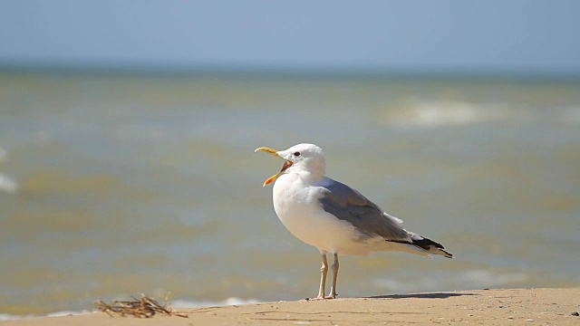 海鸥站在海上视频素材