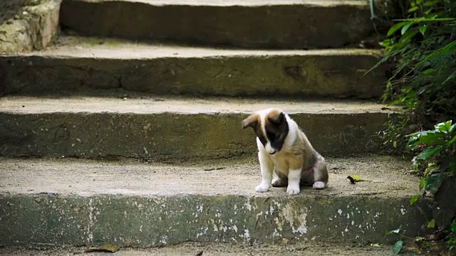 小狗视频素材