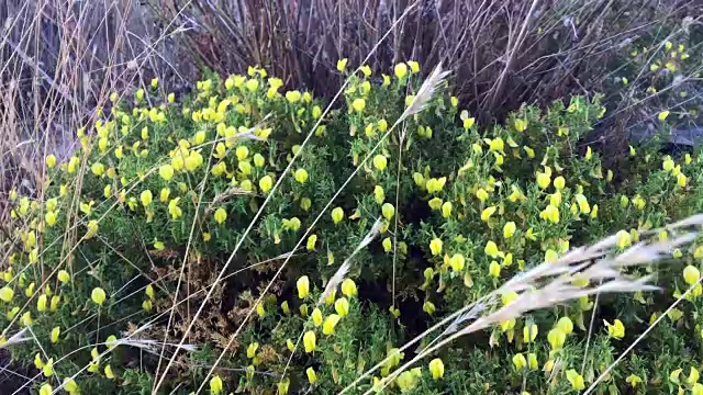 海滩上黄花灌木的特写视频素材