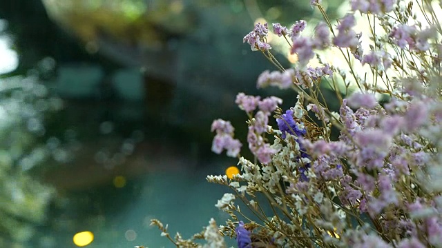 花园里的干花视频素材