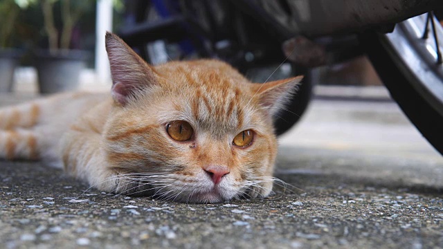 懒猫在地上睡觉视频素材