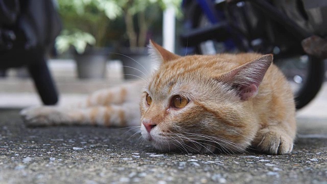 特写棕色的猫在地上睡觉视频素材