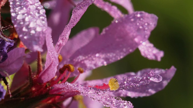 露水落在粉红色的花上。视频素材