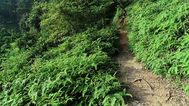 天线:夏季森林中的越野女自行车手视频素材