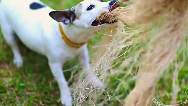 杰克罗素梗犬在玩玩具视频素材