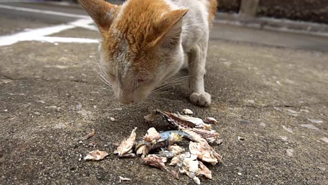 流浪猫吃食物视频素材