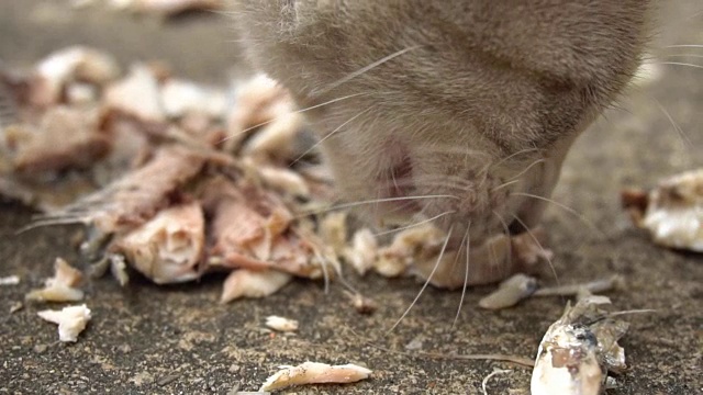 流浪猫吃食物视频素材