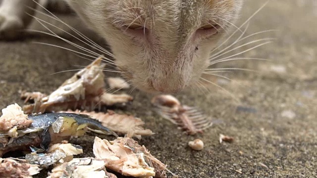 流浪猫吃食物视频素材