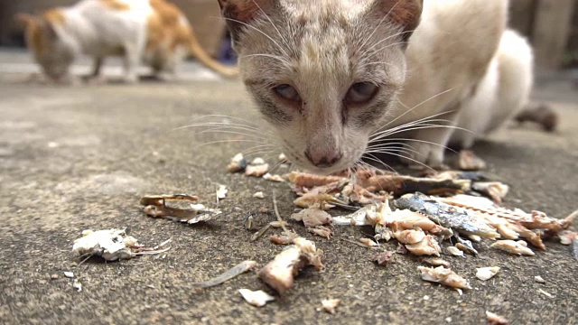 流浪猫吃食物视频素材