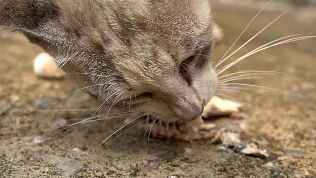 流浪猫吃食物视频素材