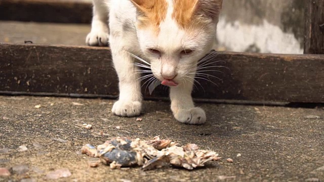 流浪猫吃食物视频素材