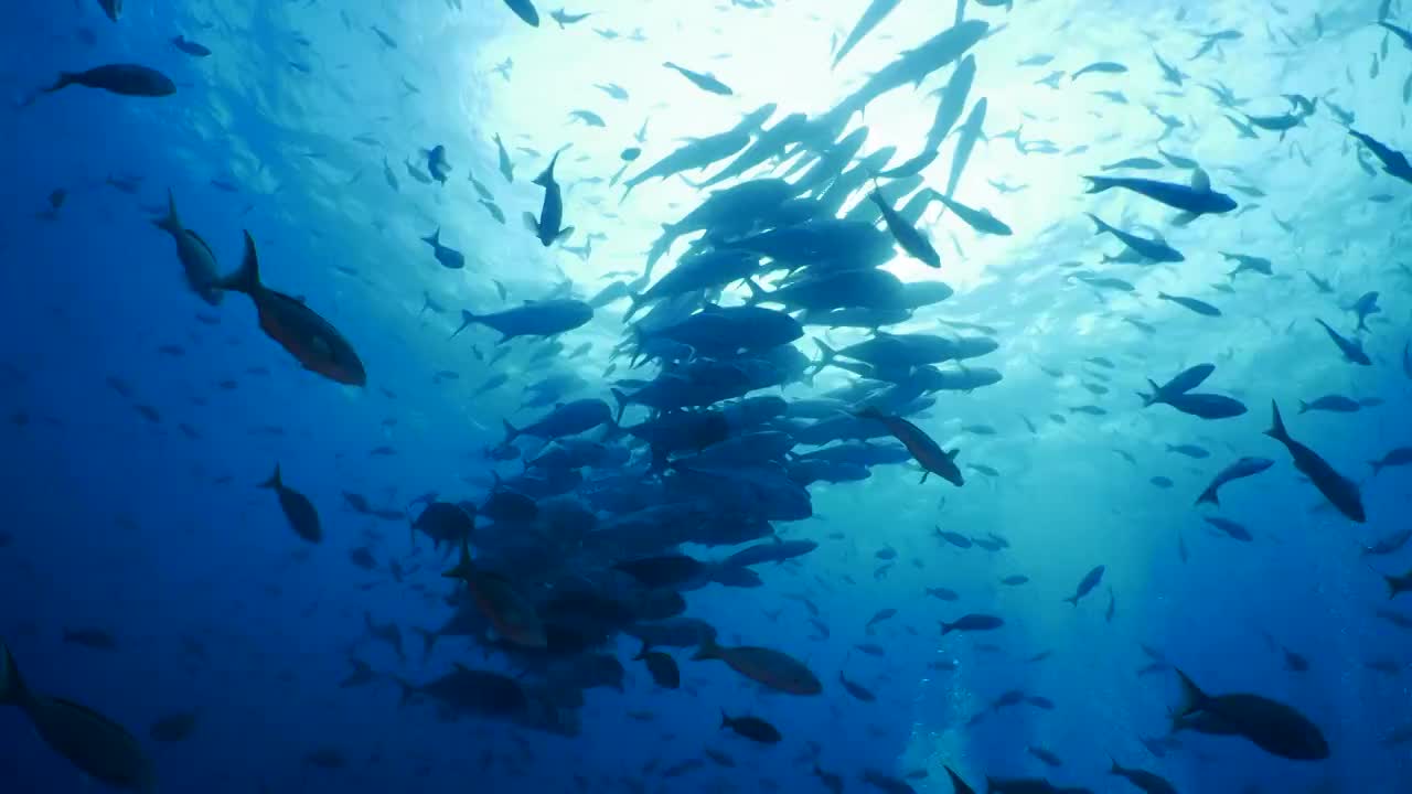 达尔文岛海底追踪一群鲹鱼视频素材