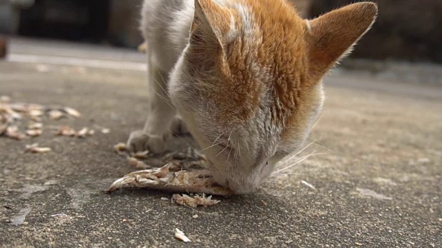 流浪猫吃食物视频素材