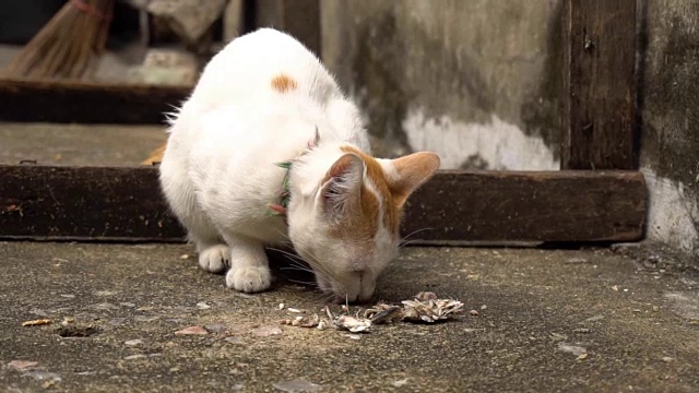 流浪猫吃食物视频素材