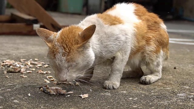 流浪猫吃食物视频素材