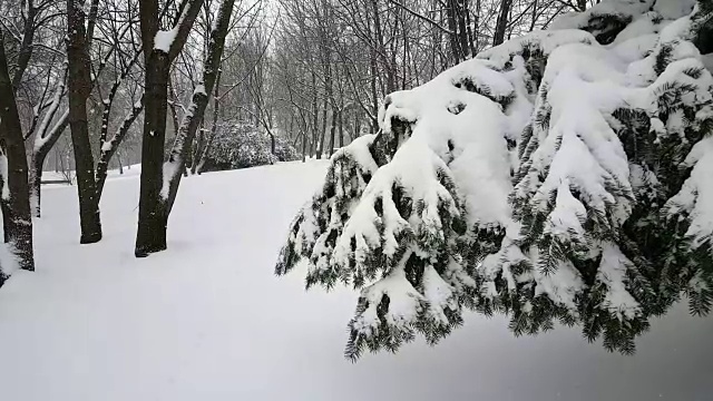 公园里下大雪视频素材