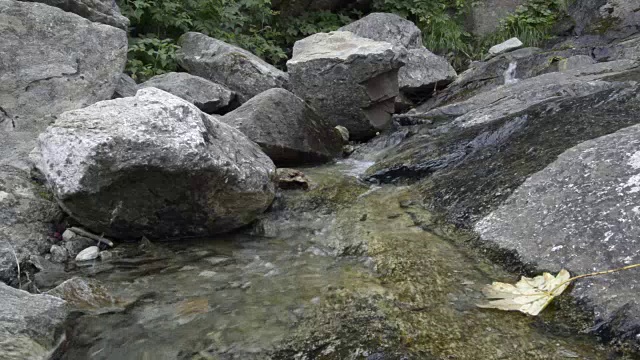 夏天在阿尔卑斯山的树林里放松小溪视频素材