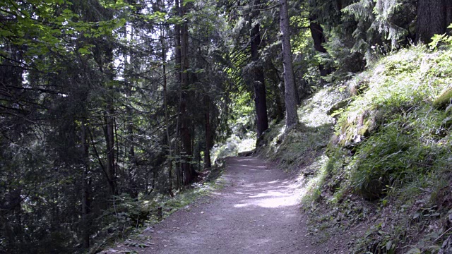 夏天在阿尔卑斯山的树林里徒步旅行的小路视频素材